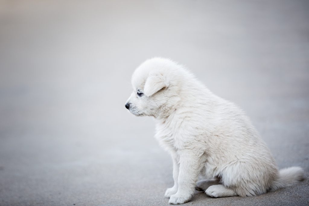 buy white golden retriever puppy online in india