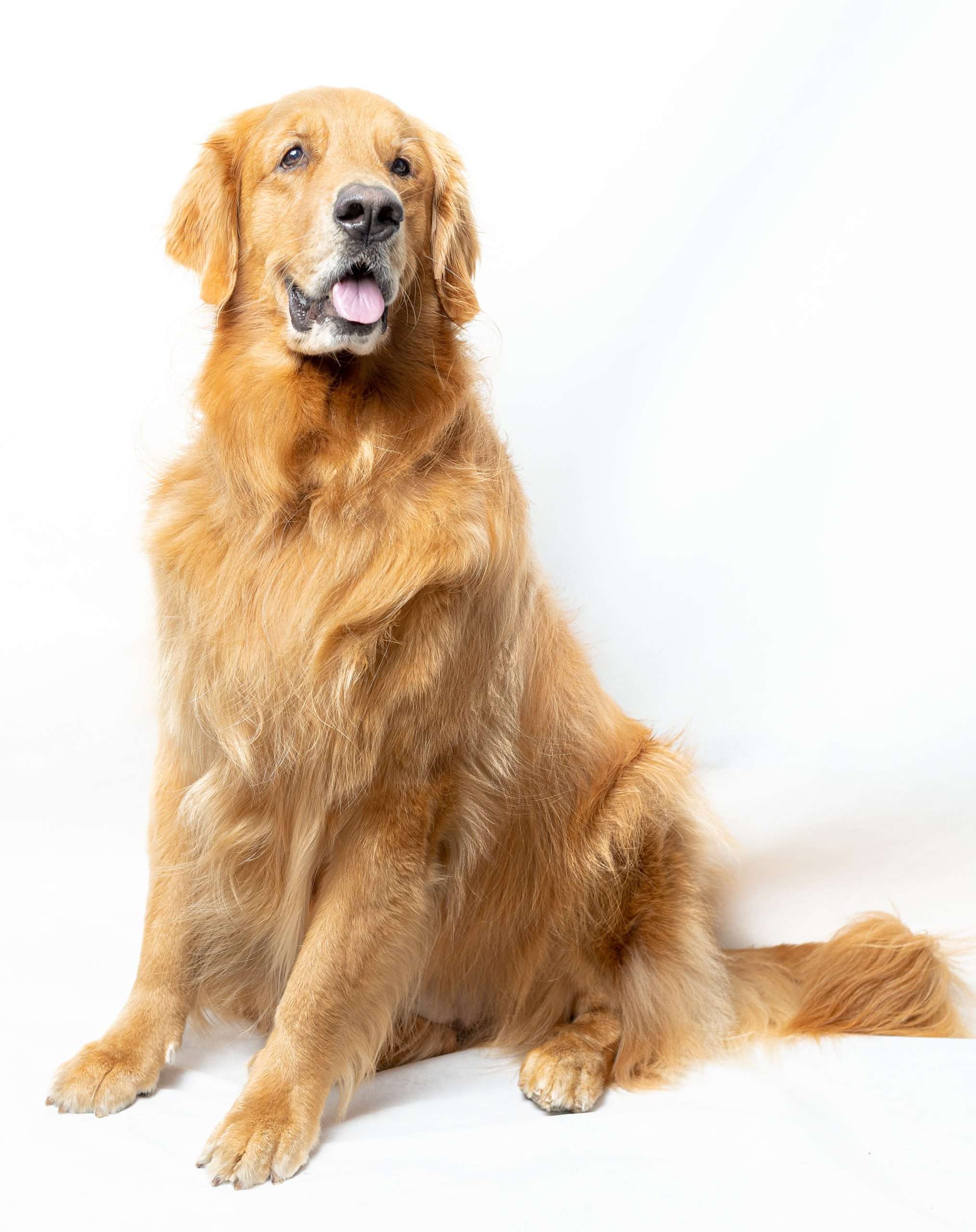 Buy Golden Retriever puppies online at less prices . ANIMLSLOVER