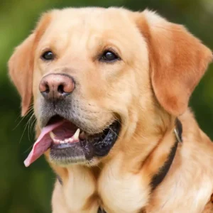 golden colour labrador dog