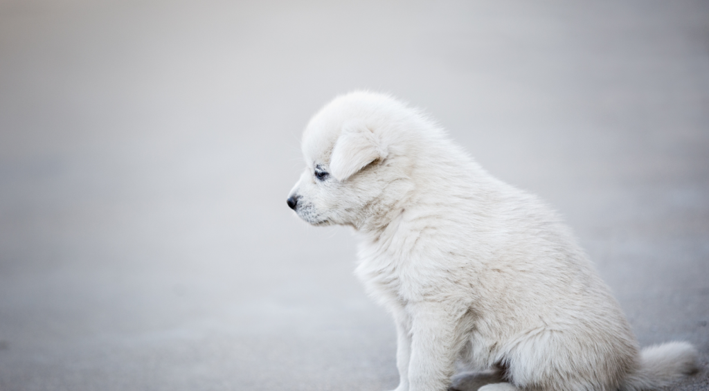 white golden retriever puppy buy online