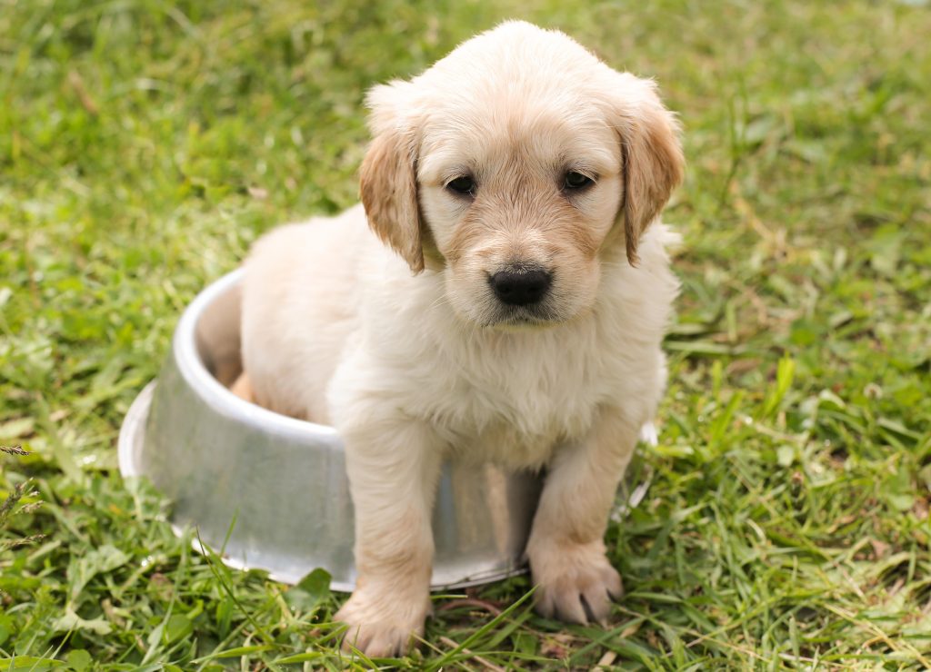 golden colour golden retriever puppy buy online
