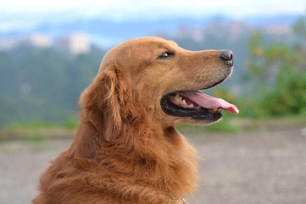 buy golden retriever puppy online in india